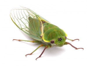 cicada